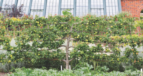 Espalier Training For Beginners Image